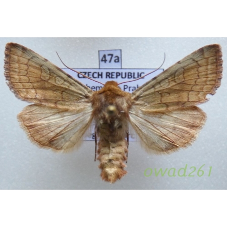 Sideridis lampra (Schawerda, 1913) Czech47a